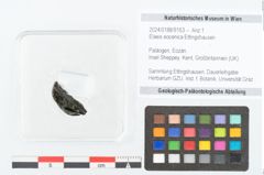 Foto (Objekt + Etikett) von Elaeis eocenica Ettingshausen (NHMW-GEO-2024-0188-9153)